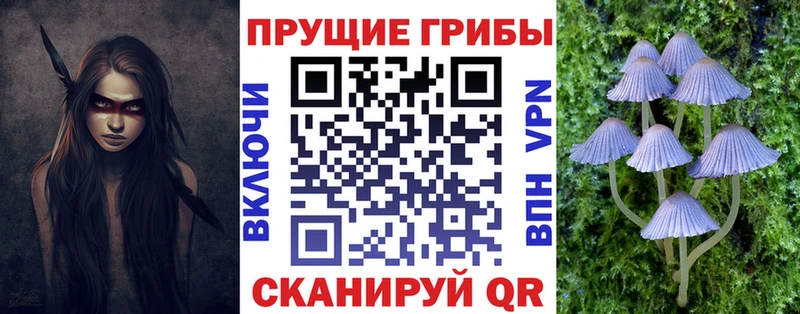 купить наркотики сайты  Пикалёво  Псилоцибиновые грибы Cubensis 